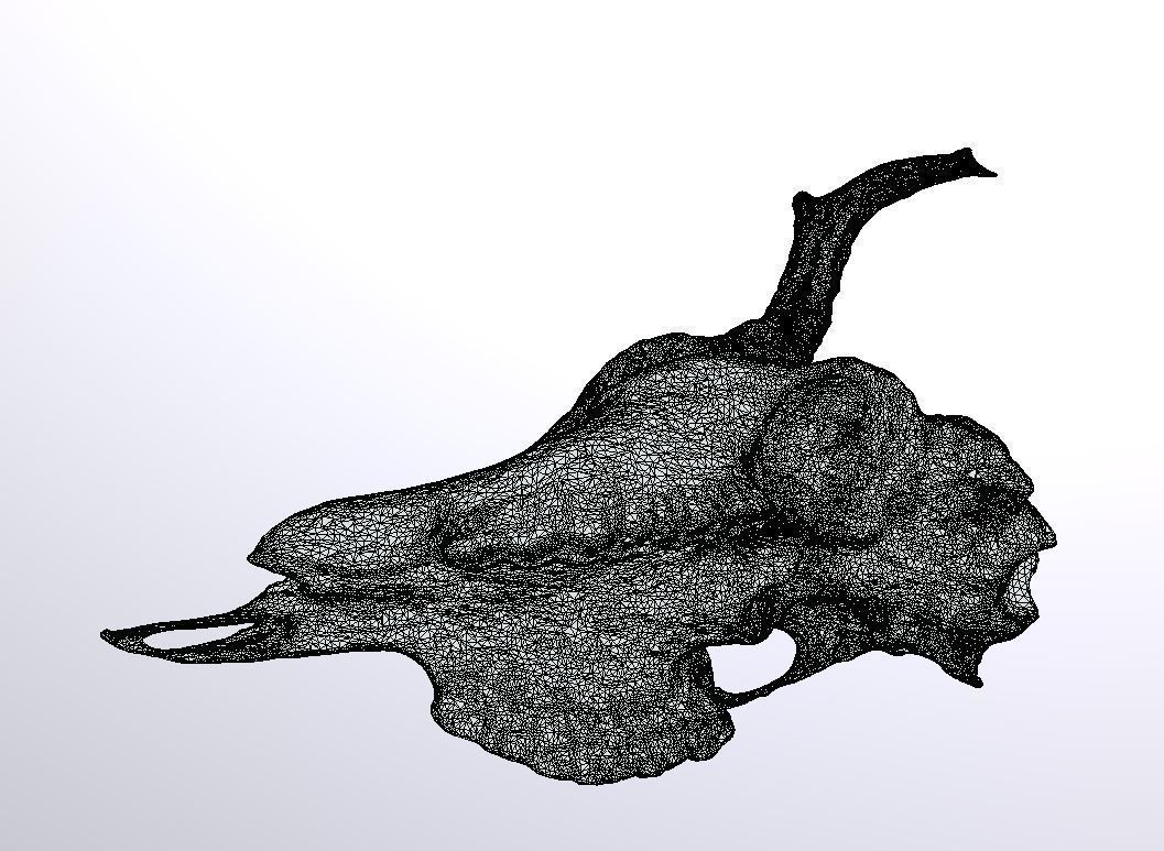 Roe Deer Skull Scan 3D model_8