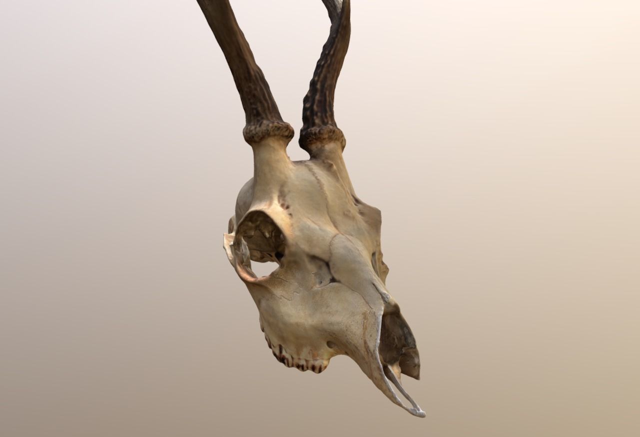 Roe Deer Skull Scan 3D model_0
