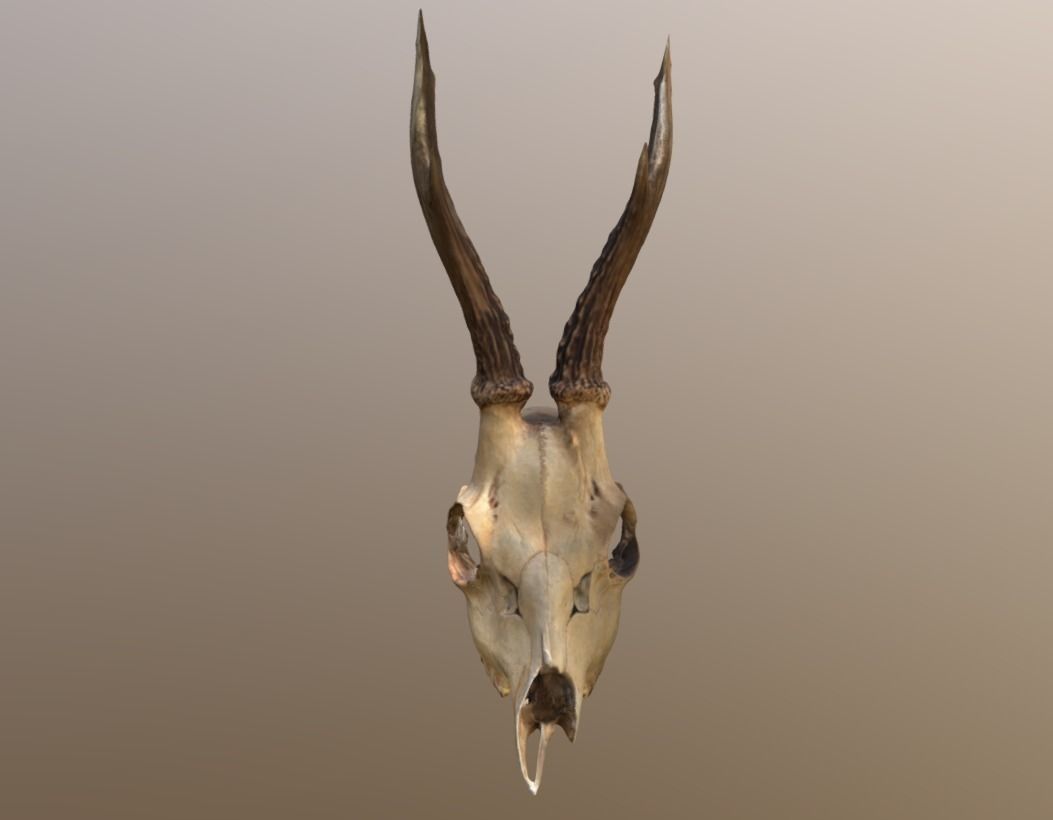 Roe Deer Skull Scan 3D model_1