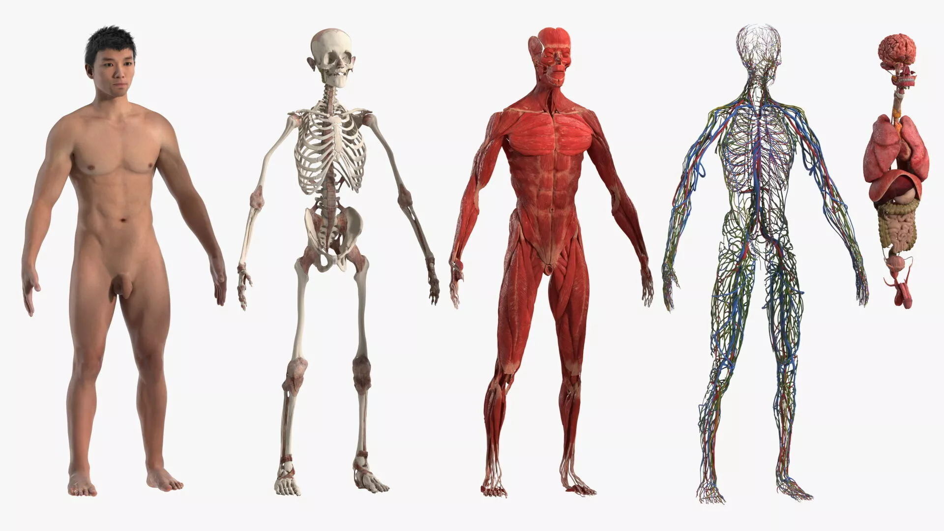 Realistic Skin Asian Man with Full Body Anatomy 3D model