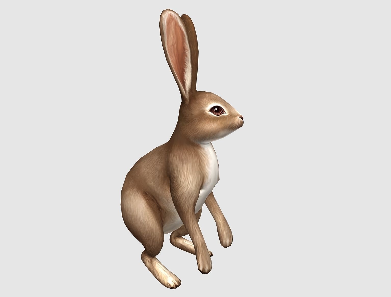hare rabbit bunny animation  Low-poly 3D model_4
