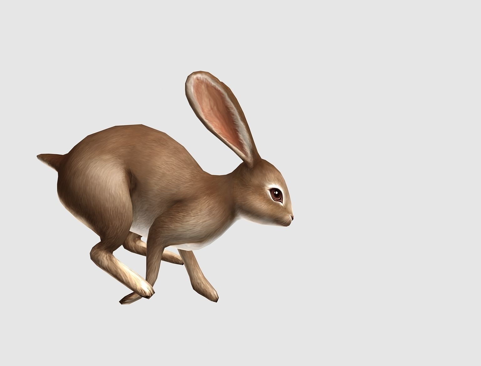 hare rabbit bunny animation  Low-poly 3D model_5