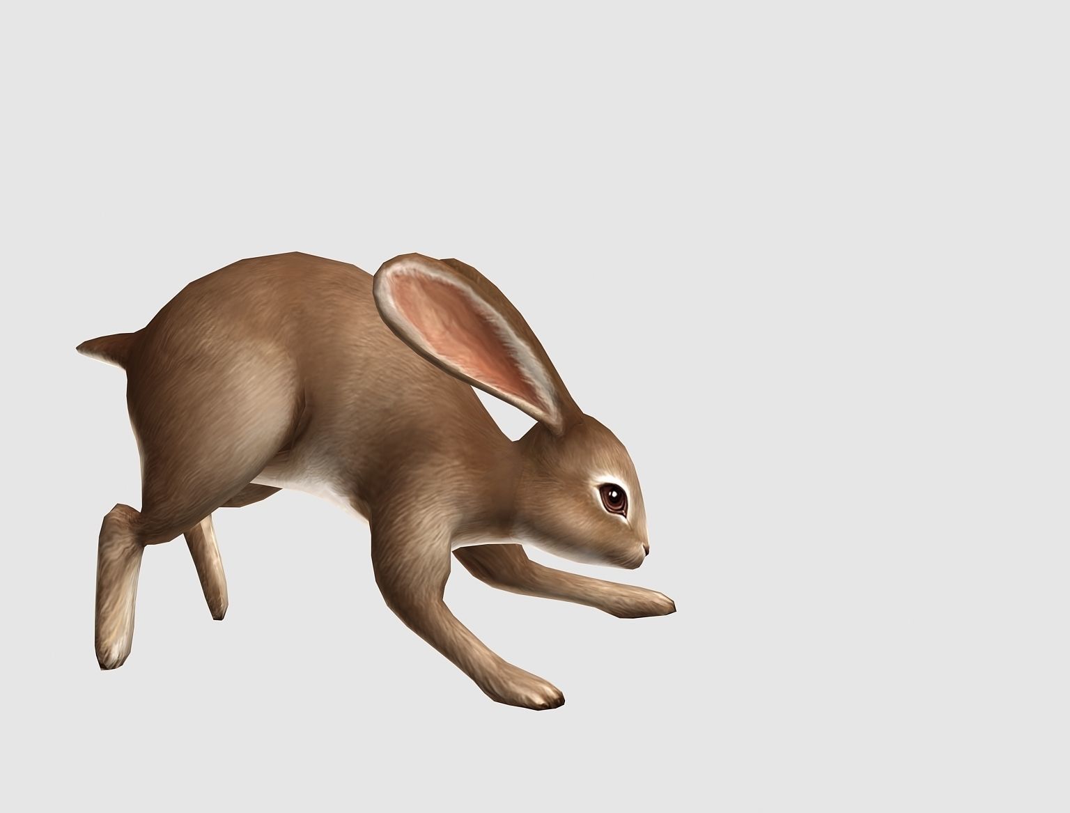 hare rabbit bunny animation  Low-poly 3D model_6