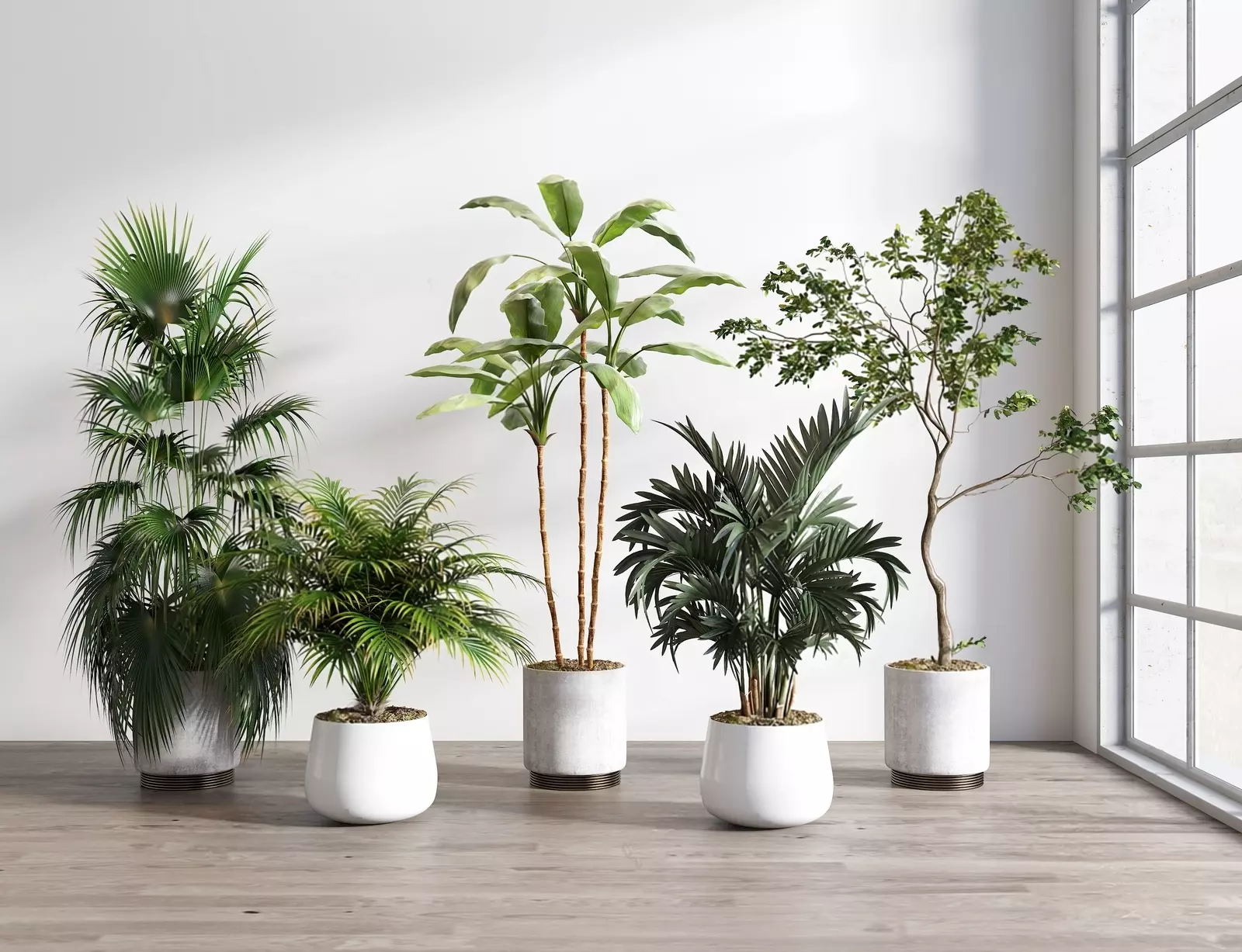 Indoor Potted Plant Collection 3D model