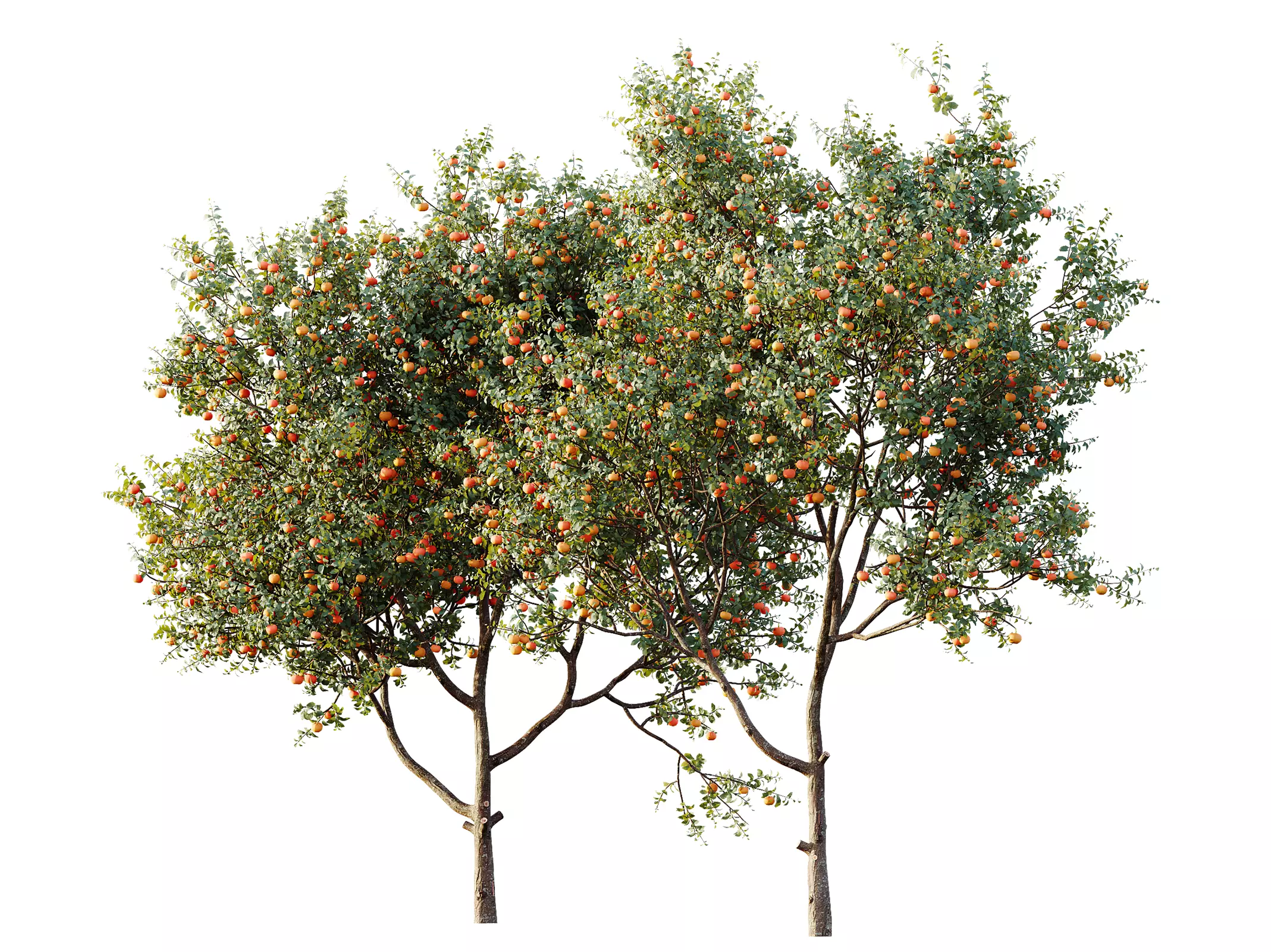 AV Plant Citrus Dancy Mandarin Tangerine Fruit Tree 01 3D model