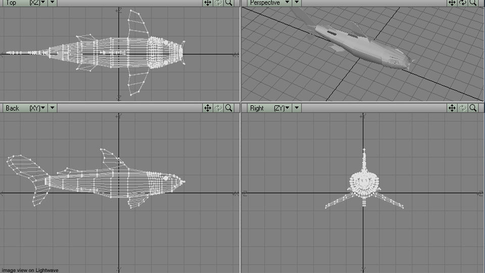 Shark - Bullshark 3D model_4