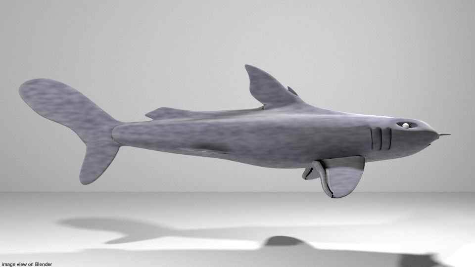 Shark - Bullshark 3D model_1