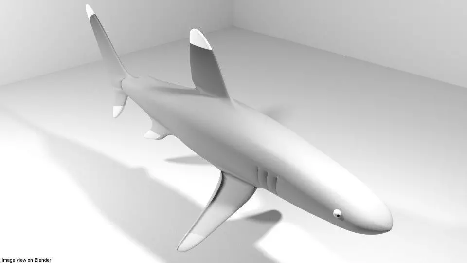 Shark - Whitetip 3D model