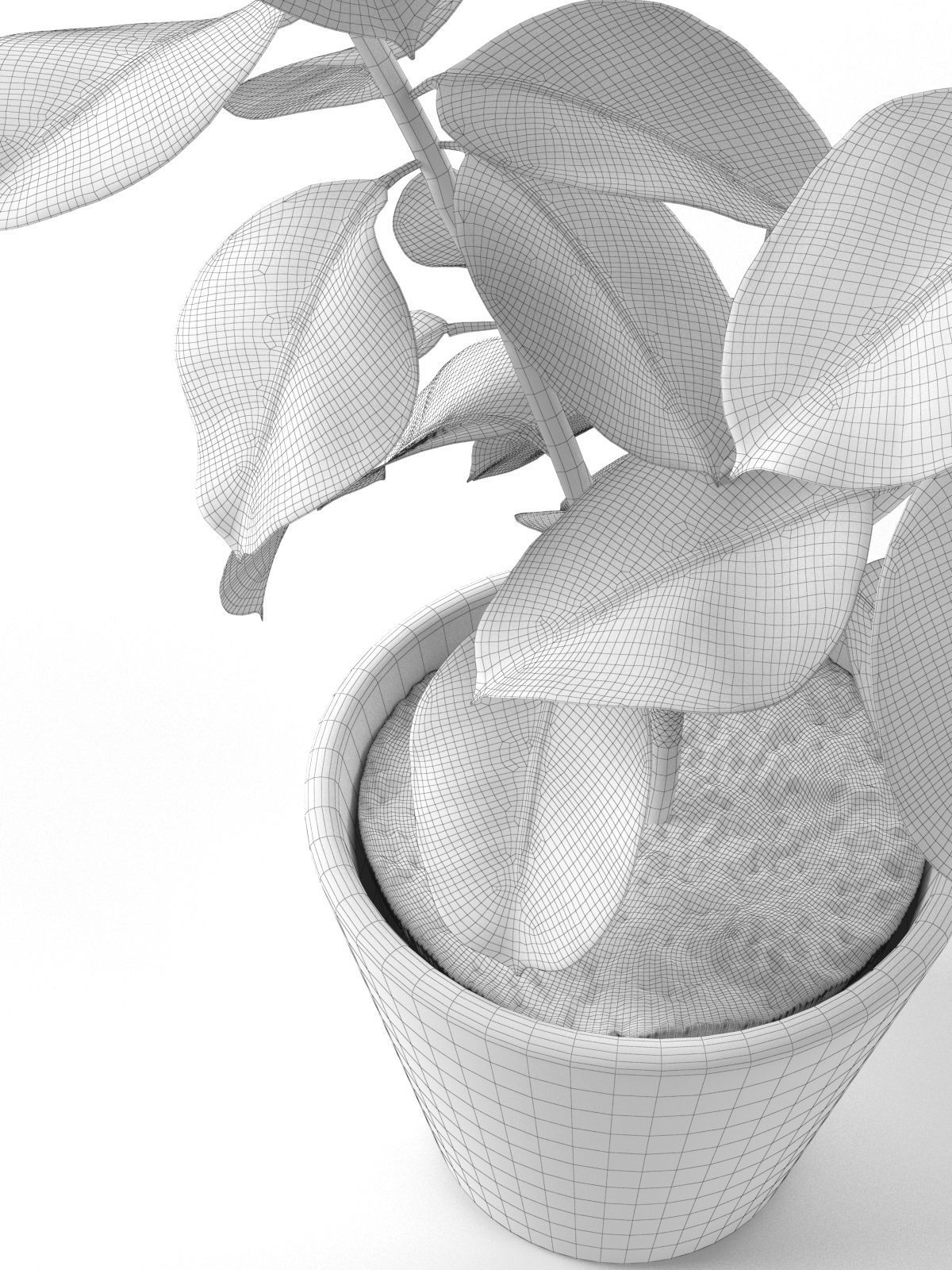 Small Ficus Tree 3D model_4