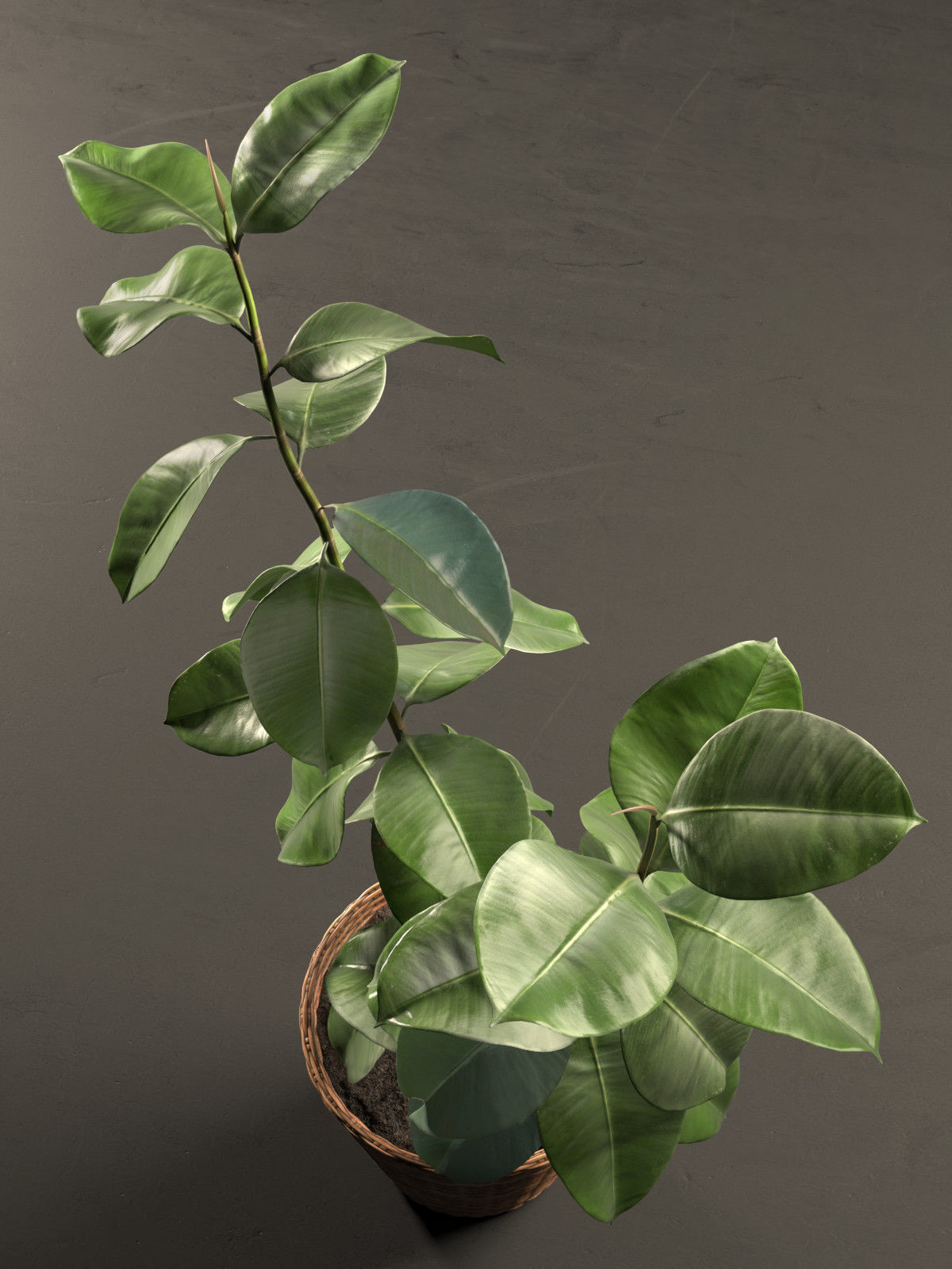 Small Ficus Tree 3D model_1