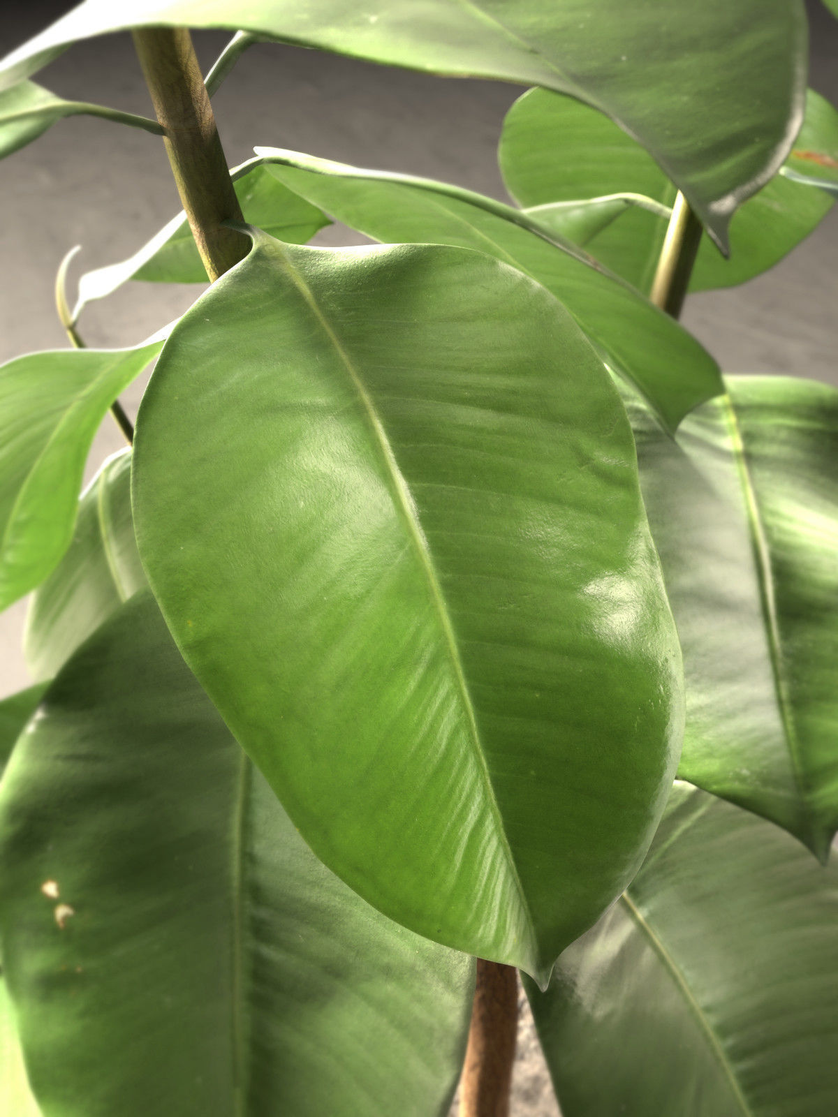 Small Ficus Tree 3D model_2