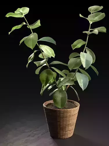 Small Ficus Tree