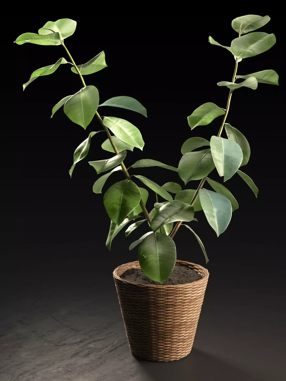 Small Ficus Tree 3D model_0