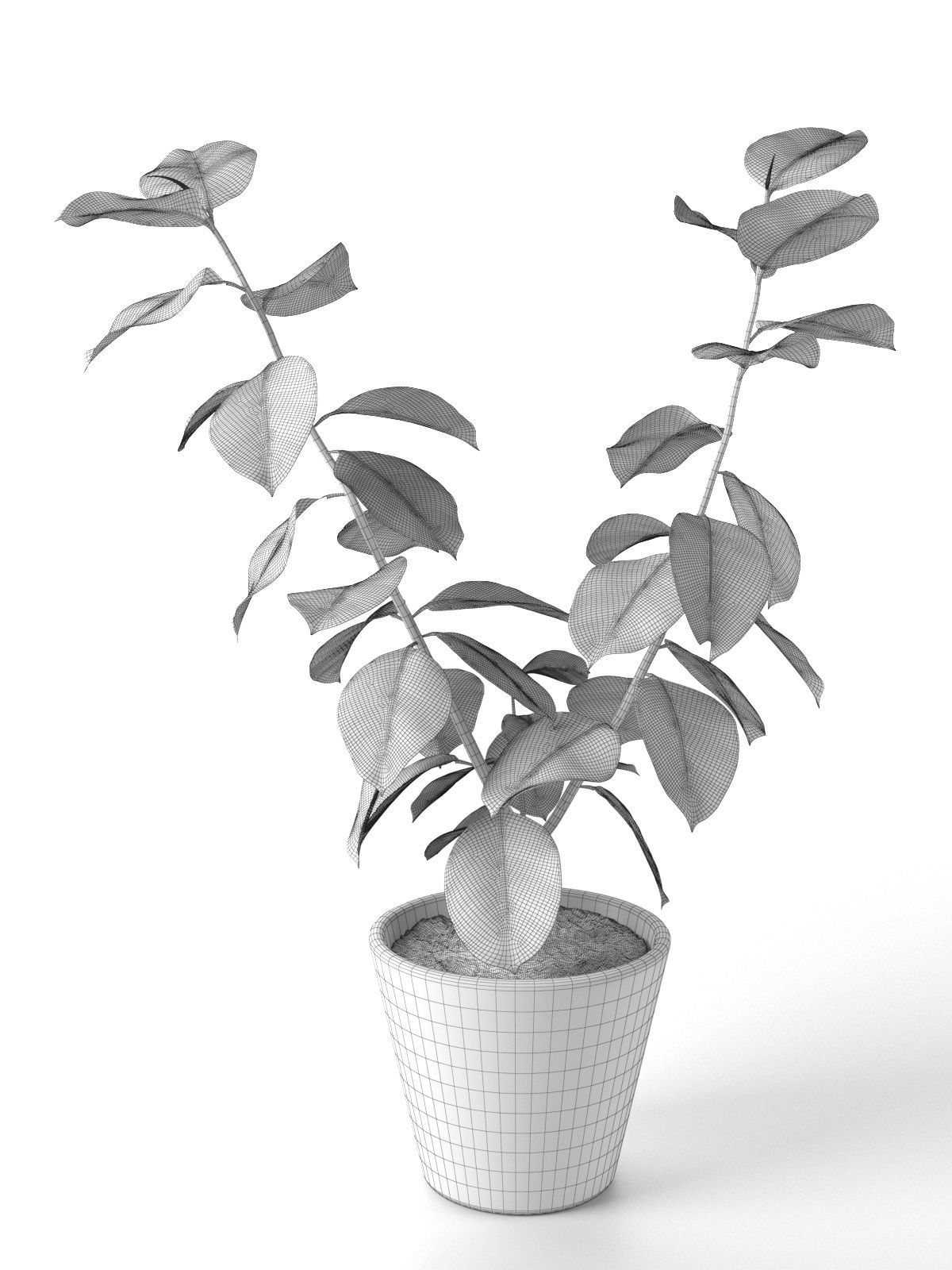 Small Ficus Tree 3D model_3