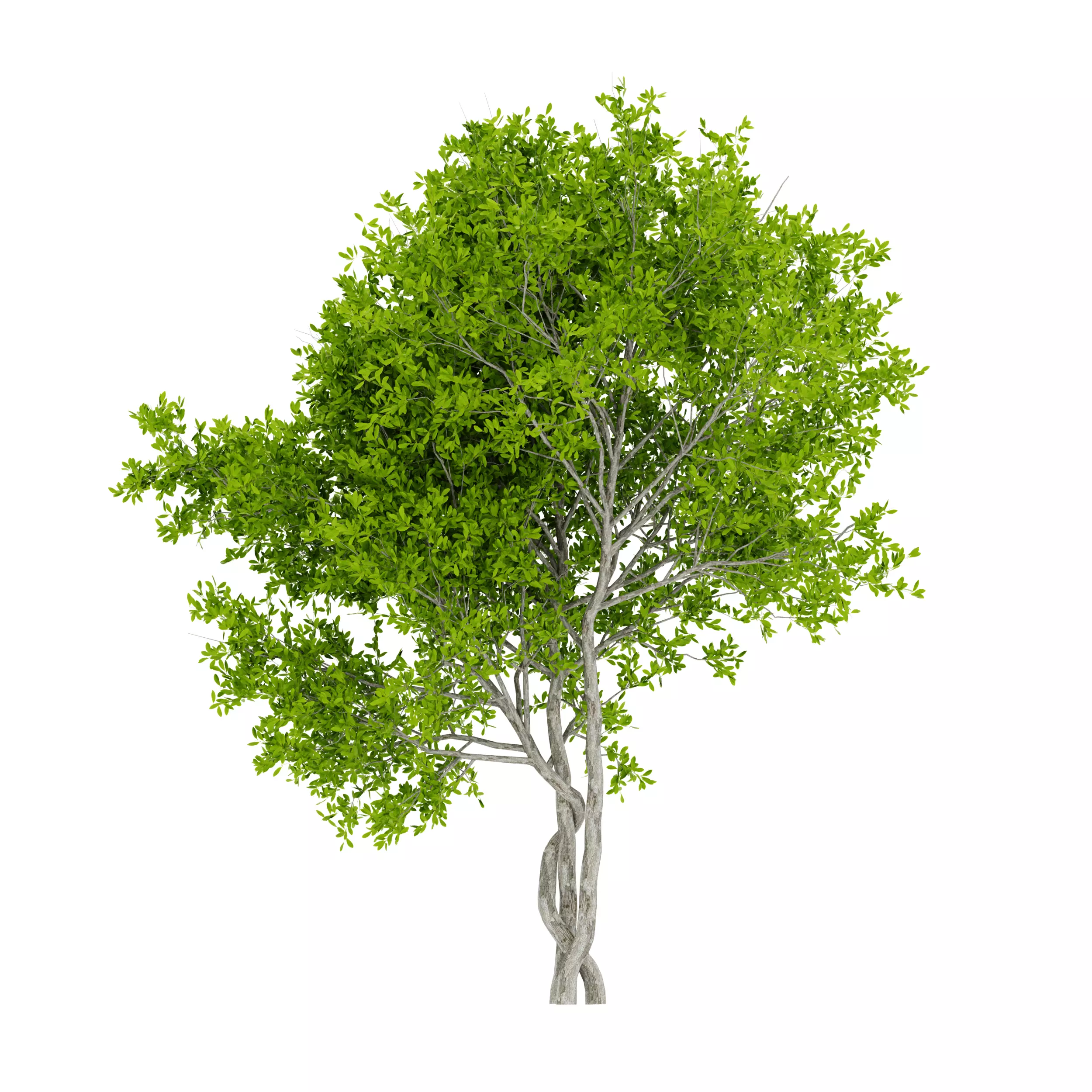 Bonsai Tree Low-poly 3D model