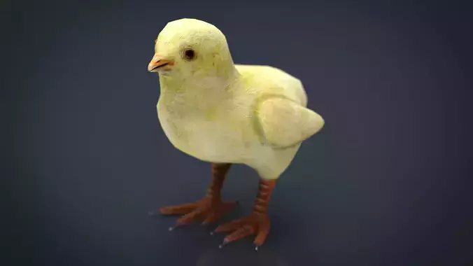 Chick chicken