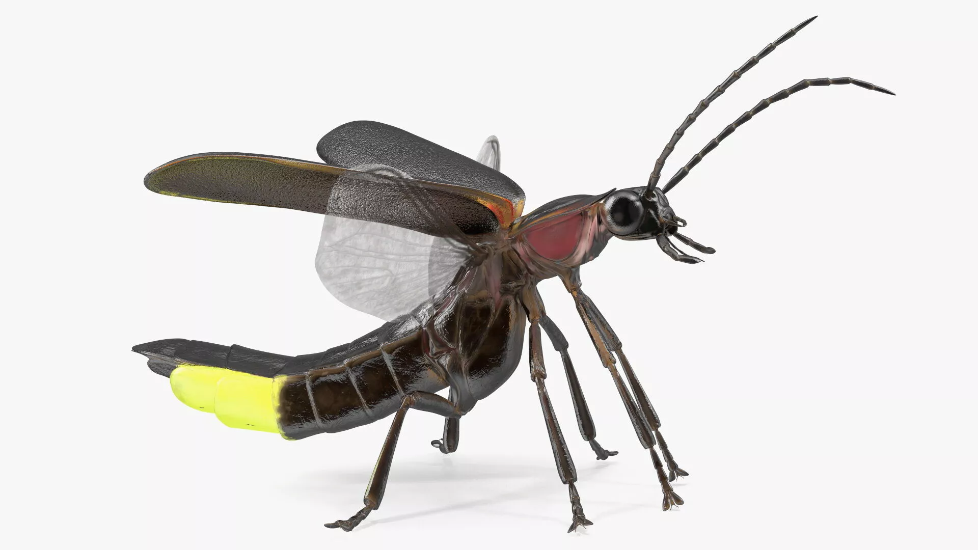 Big Dipper Firefly Glowing Rigged 3D model