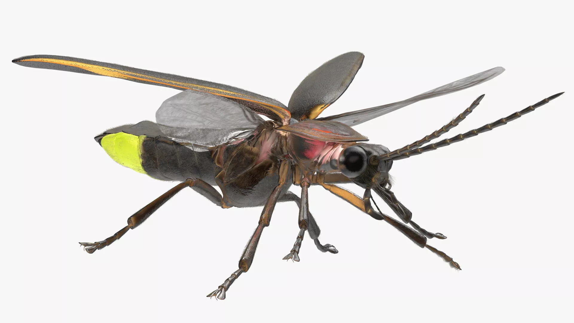 Glowing Photinus Pyralis Fur Rigged 3D model