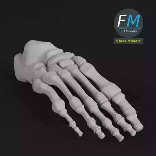 Anatomy - Human Foot Bones
