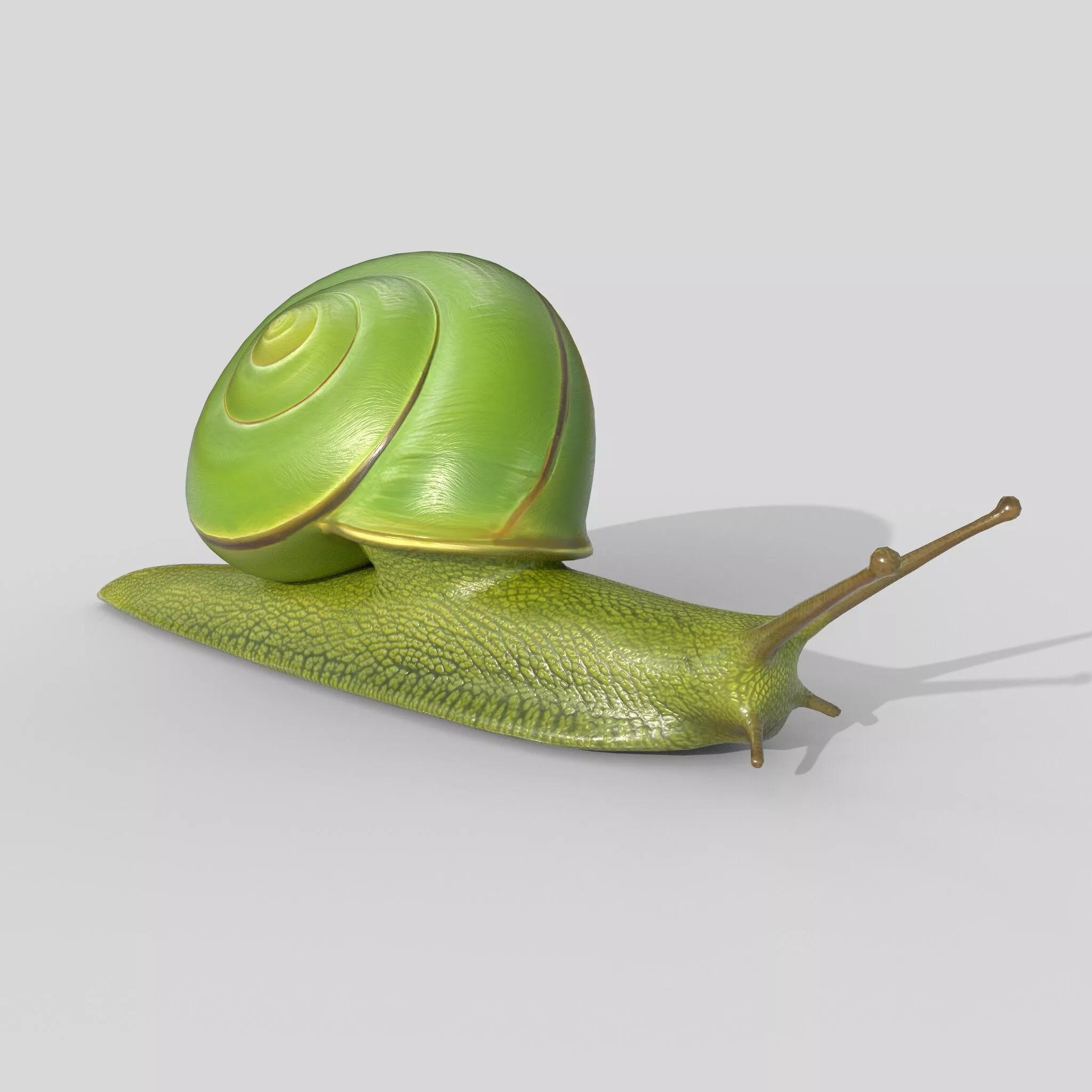 Rhinocochlis nasuta Low-poly 3D model