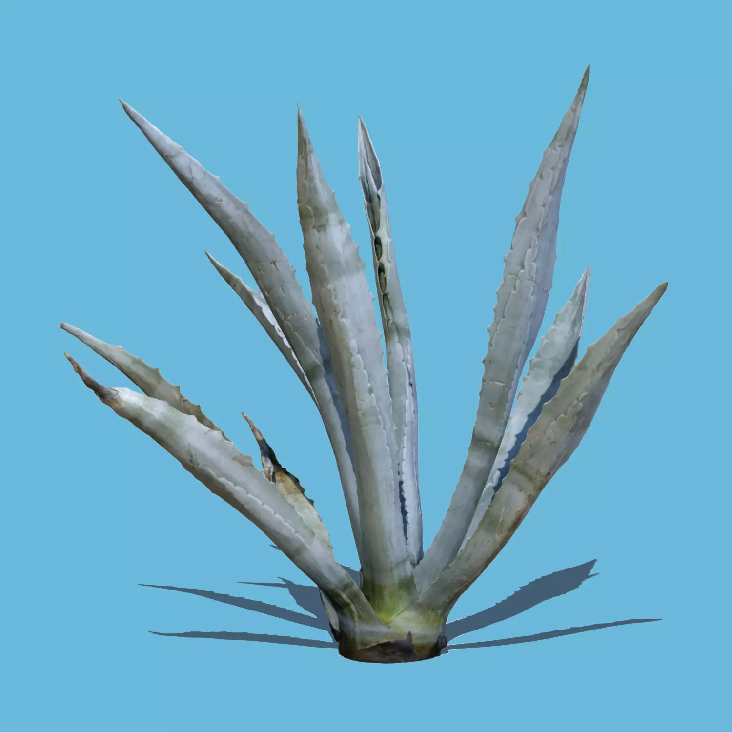 Agave Plant-3D Scan 3D model