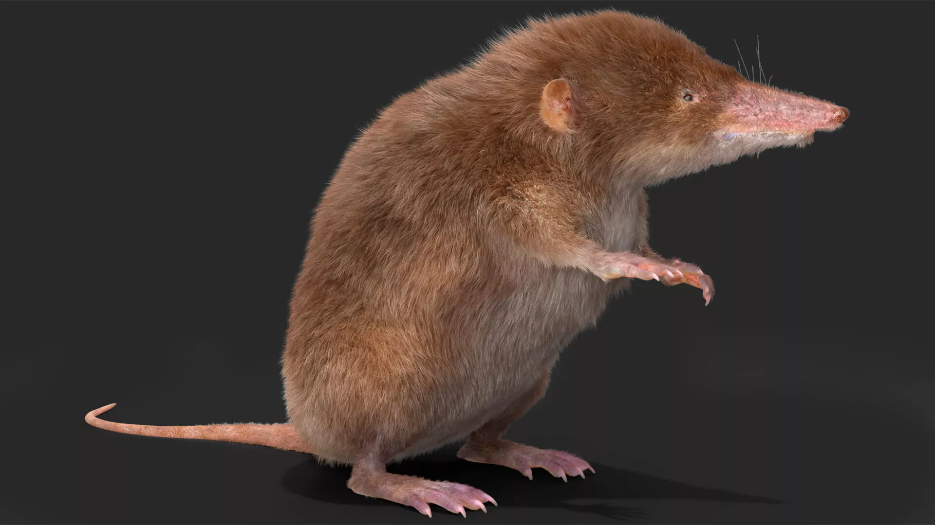 Shrew Standing Pose Fur 3D model