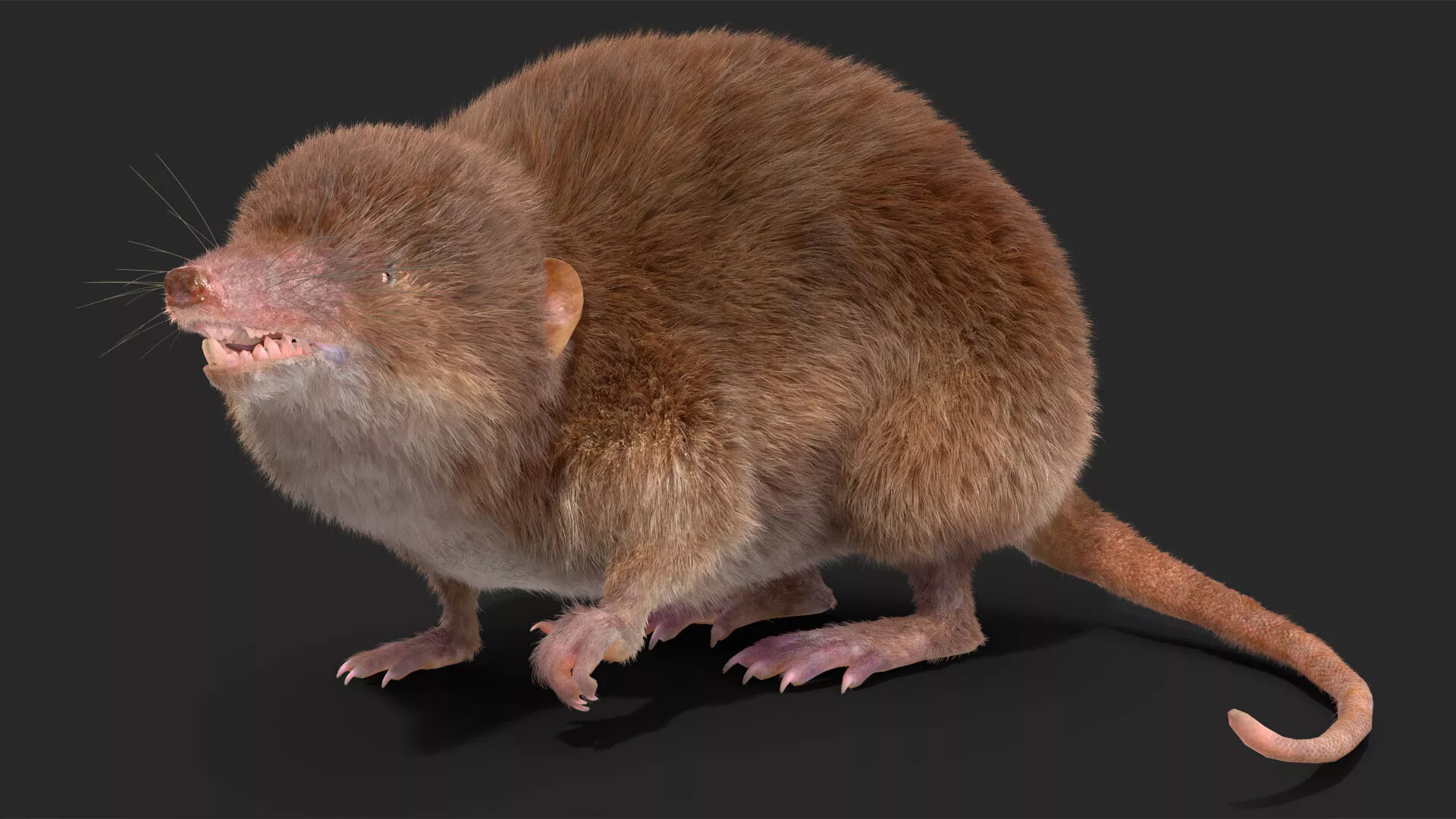 Shrew Fur Rigged 3D model