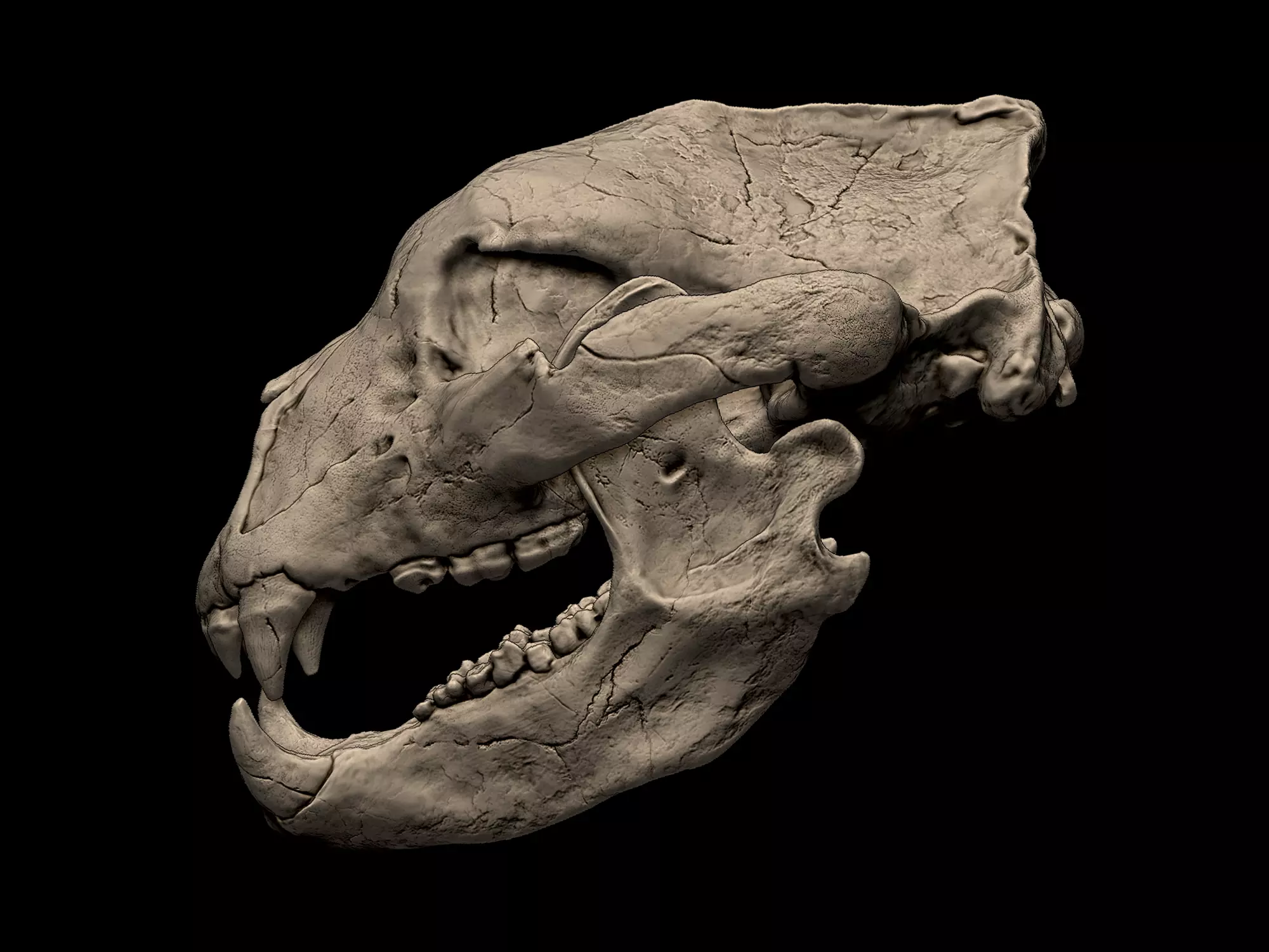 Short Faced Bear - Arctodus Simus Skull 3D print model