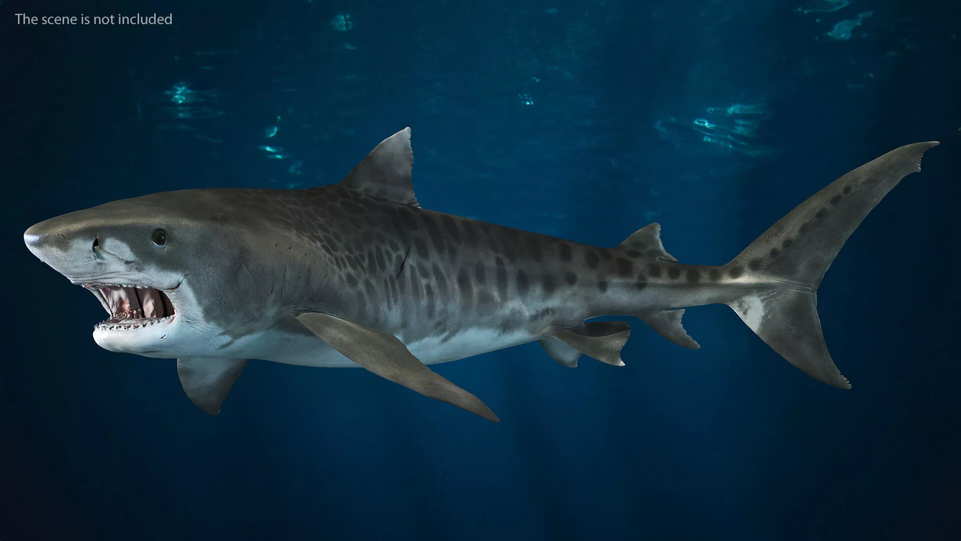 Tiger Shark Rigged 3D model