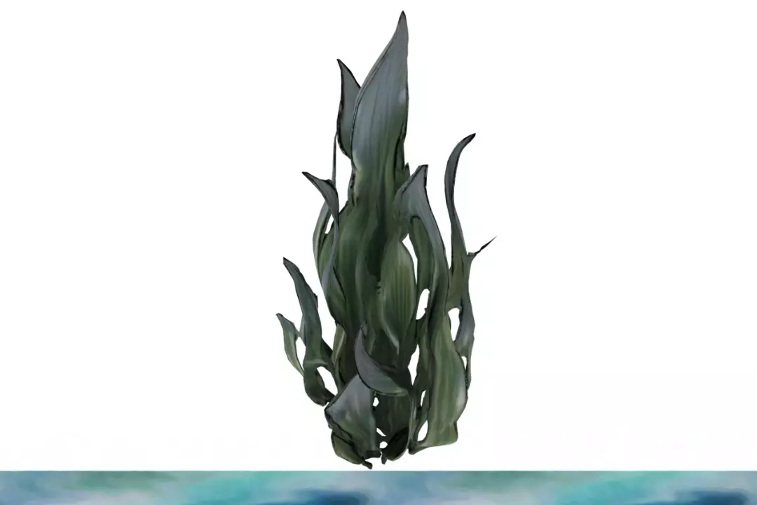 TOL Algae 003 3D model