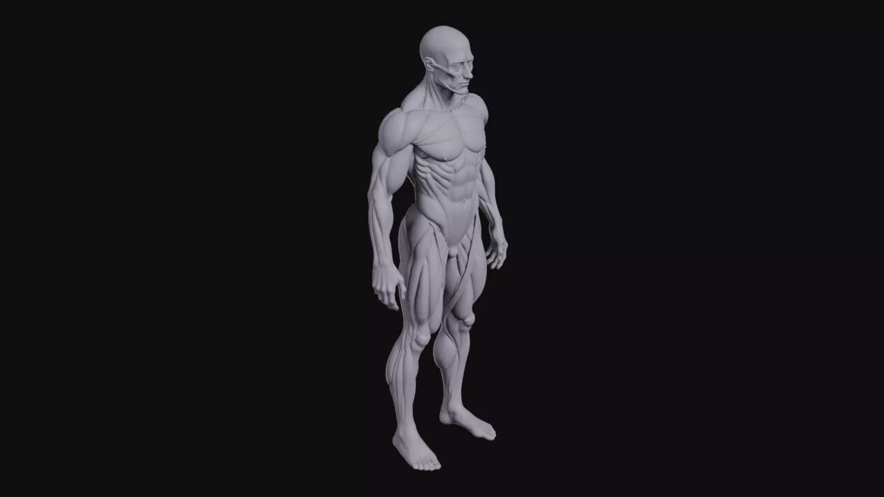 Male Anatomy 3D print model