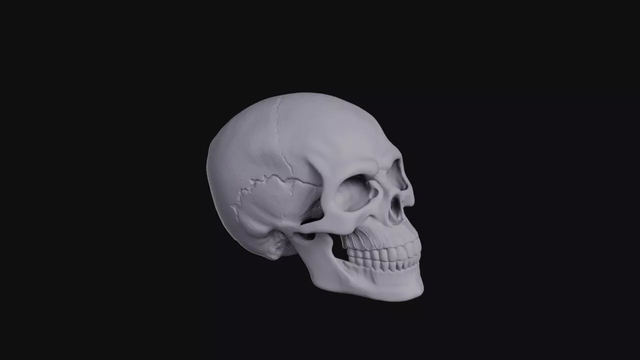 Human Skull 3D print model