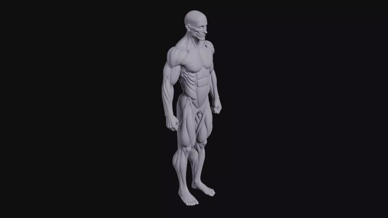Human Ecorche 3D print model
