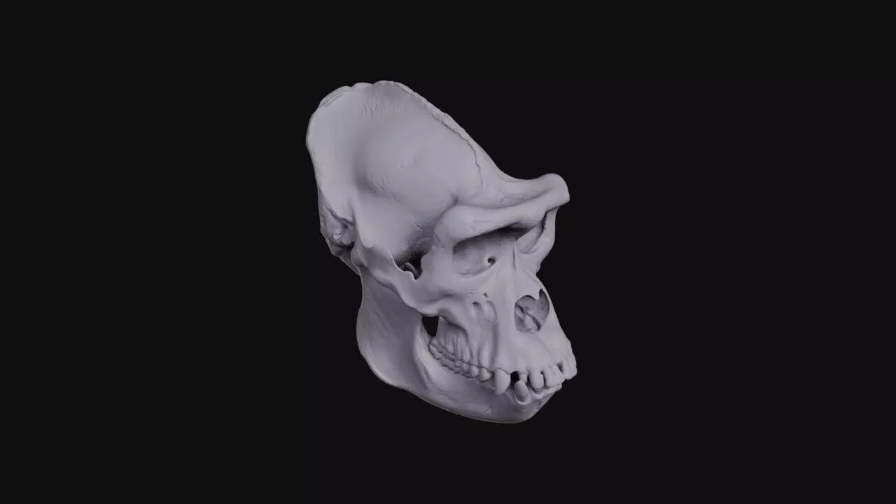 Gorilla Skull 3D print model