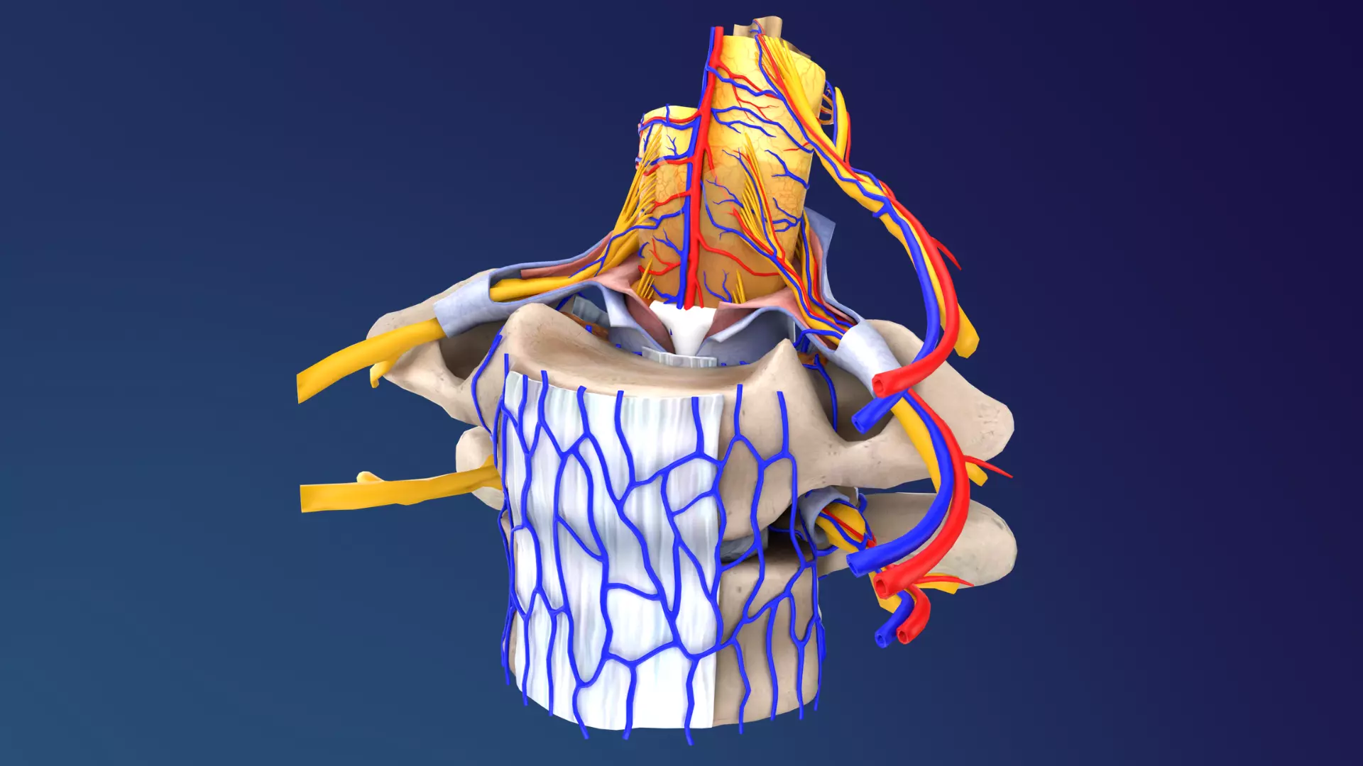 Spinal Cord Cross Section 3D model