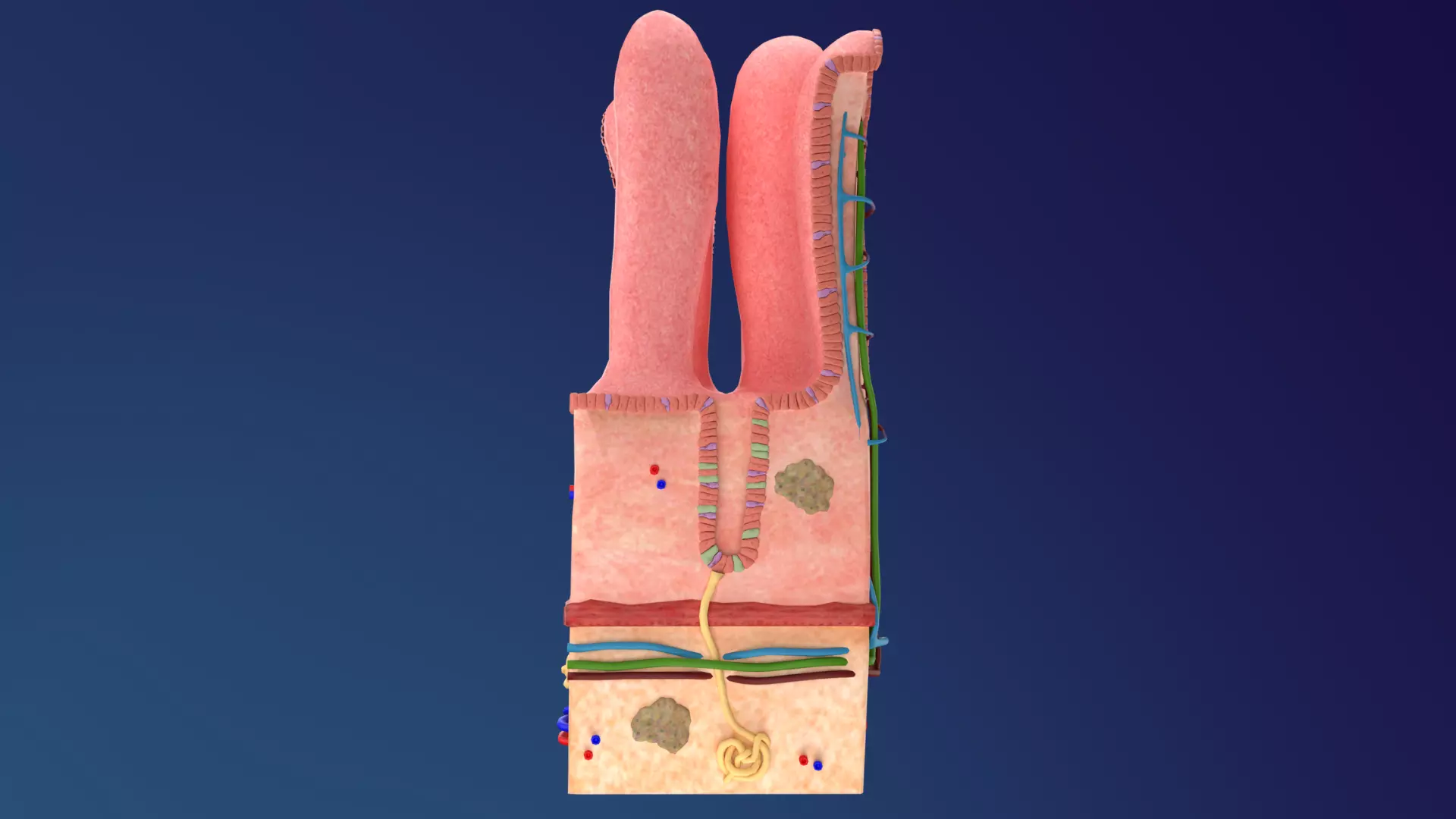 Small Intestine Villi 3D model