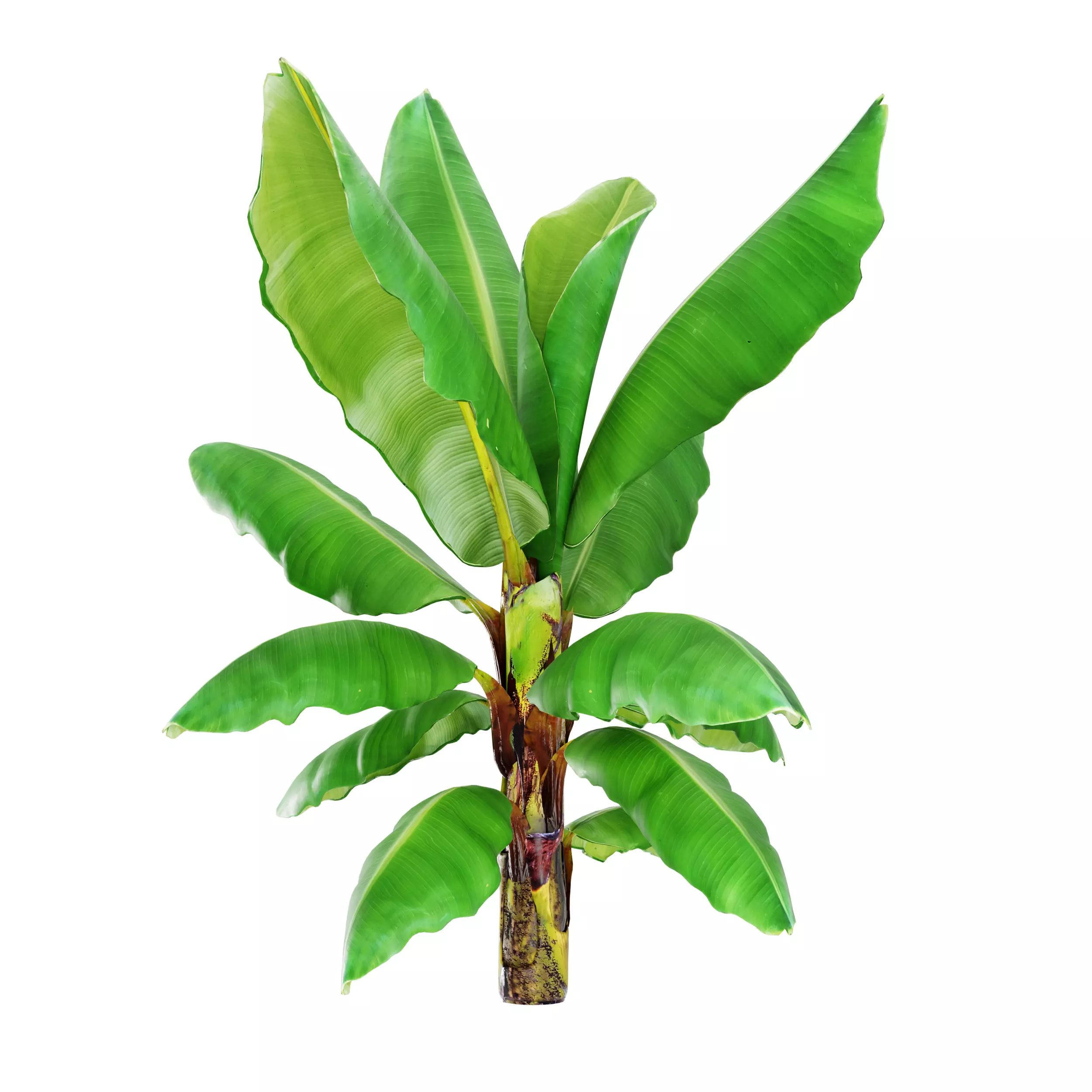 Banana Tree Low-poly 3D model