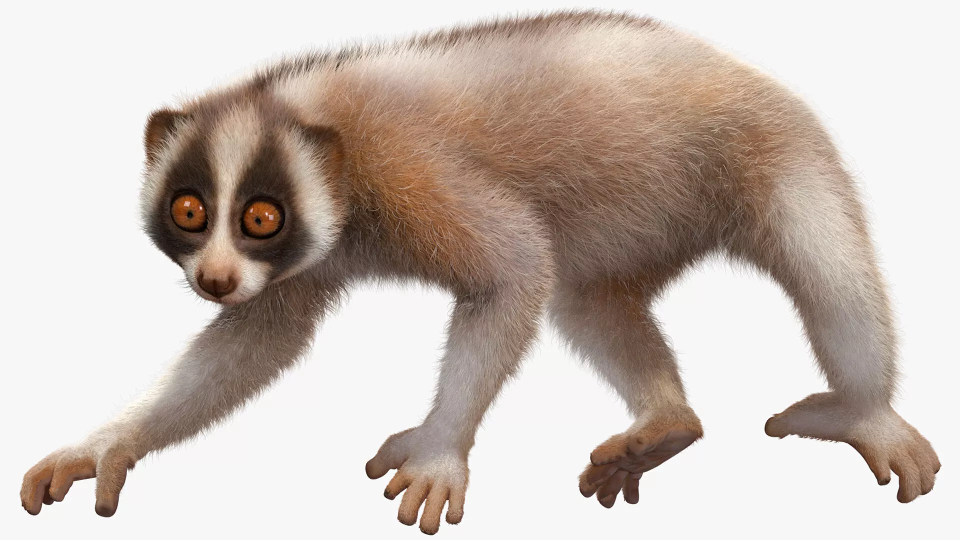 Bengal Slow Loris Fur Rigged 3D model