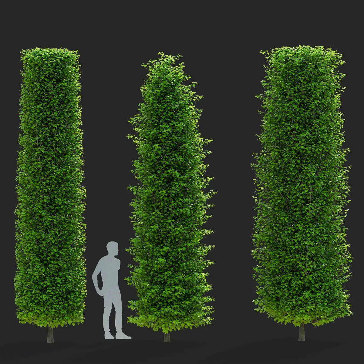 Carpinus betulus Fastigiata Column 3D model