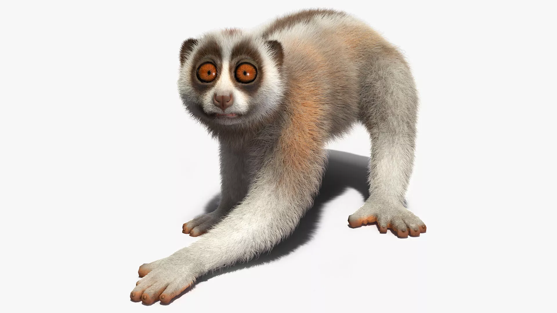 Javan Slow Loris Fur Rigged 3D model