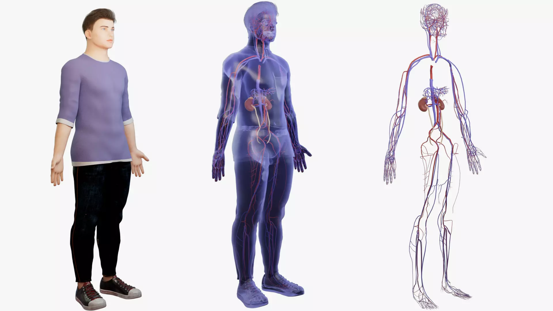 Kidneys vein artery adrenal glands Human organ 3D model