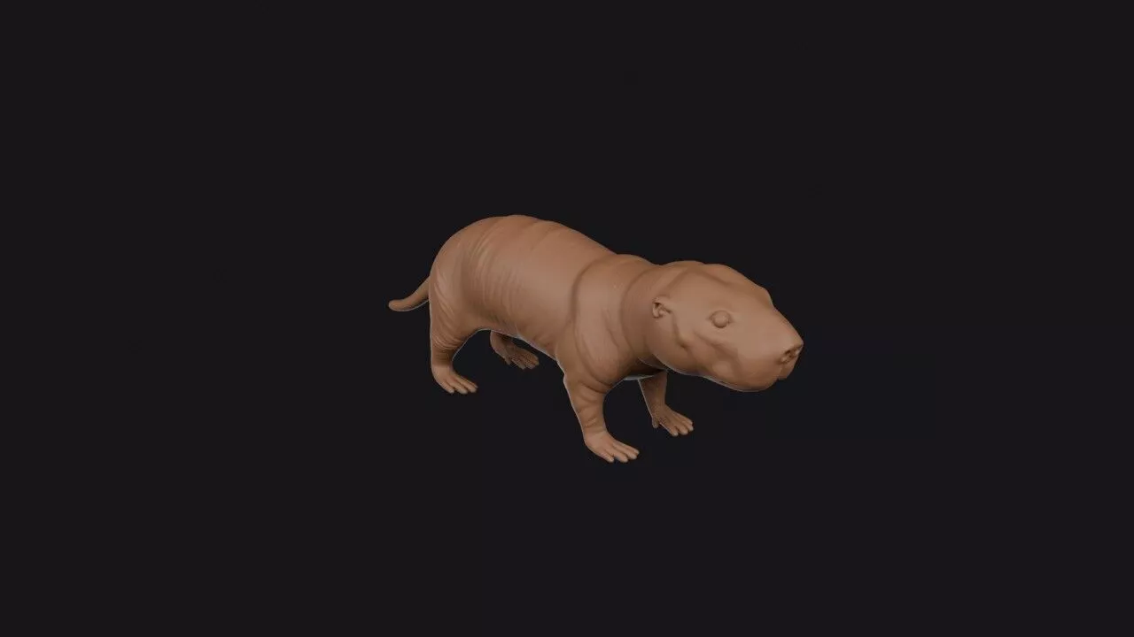 Mole Rat 3D print model