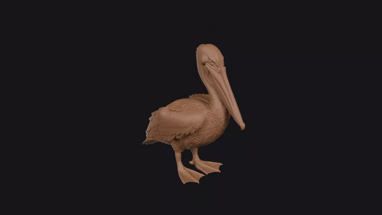 Brown Pelican 3D print model