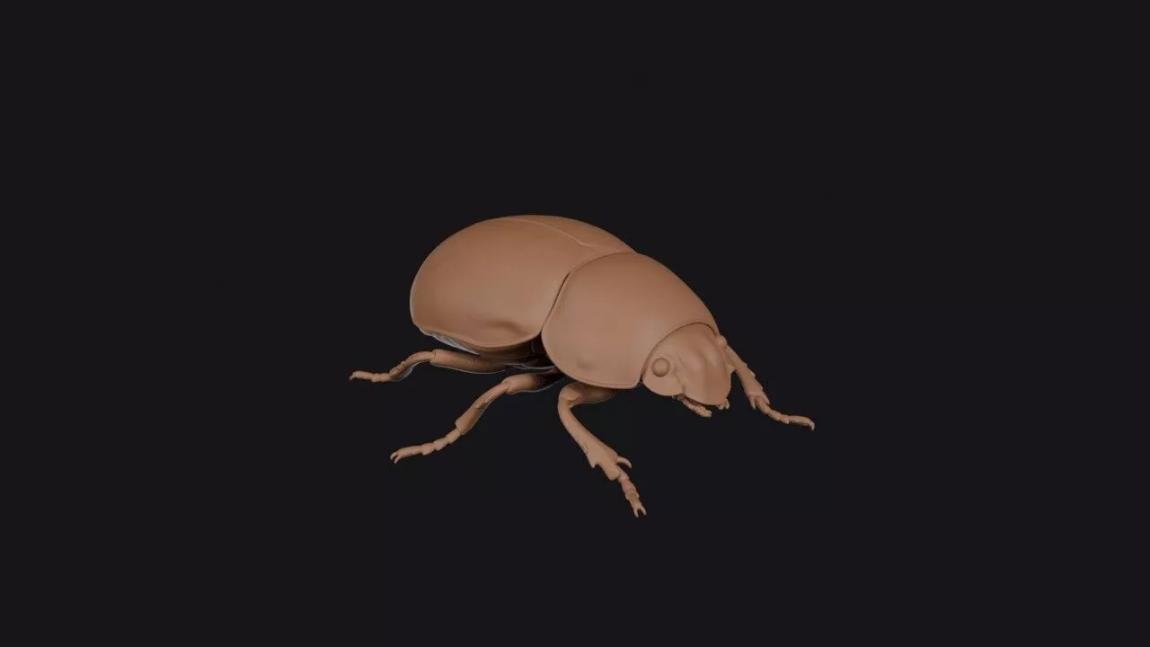 Beetle 3D print model