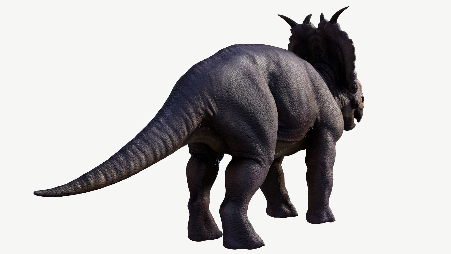 Pachyrhinosaurus triceratops Low-poly 3D model_4