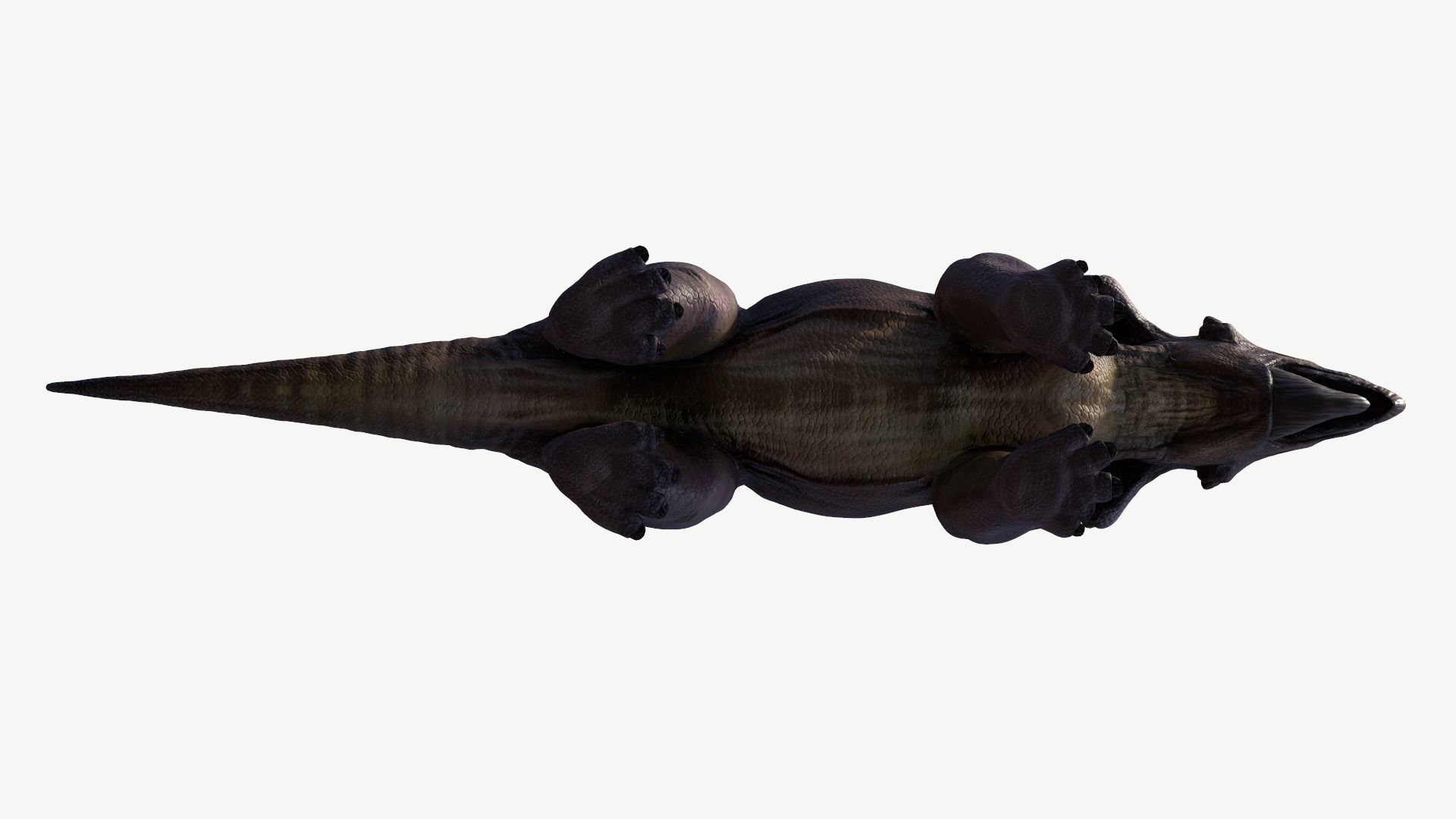 Pachyrhinosaurus triceratops Low-poly 3D model_10