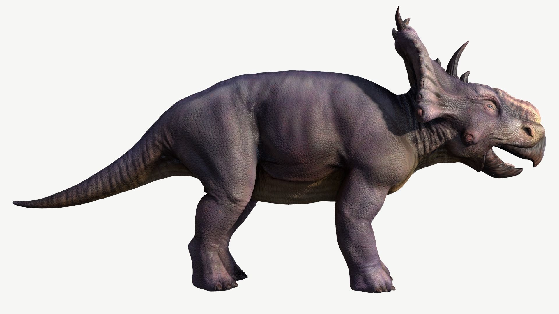 Pachyrhinosaurus triceratops Low-poly 3D model_2