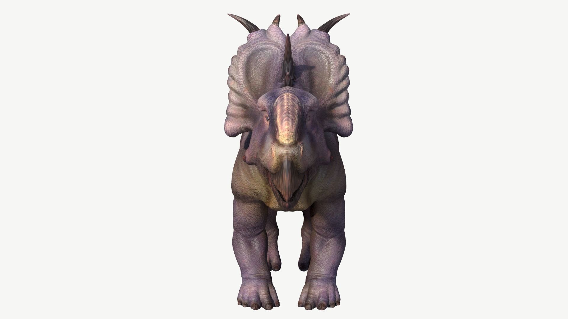 Pachyrhinosaurus triceratops Low-poly 3D model_8