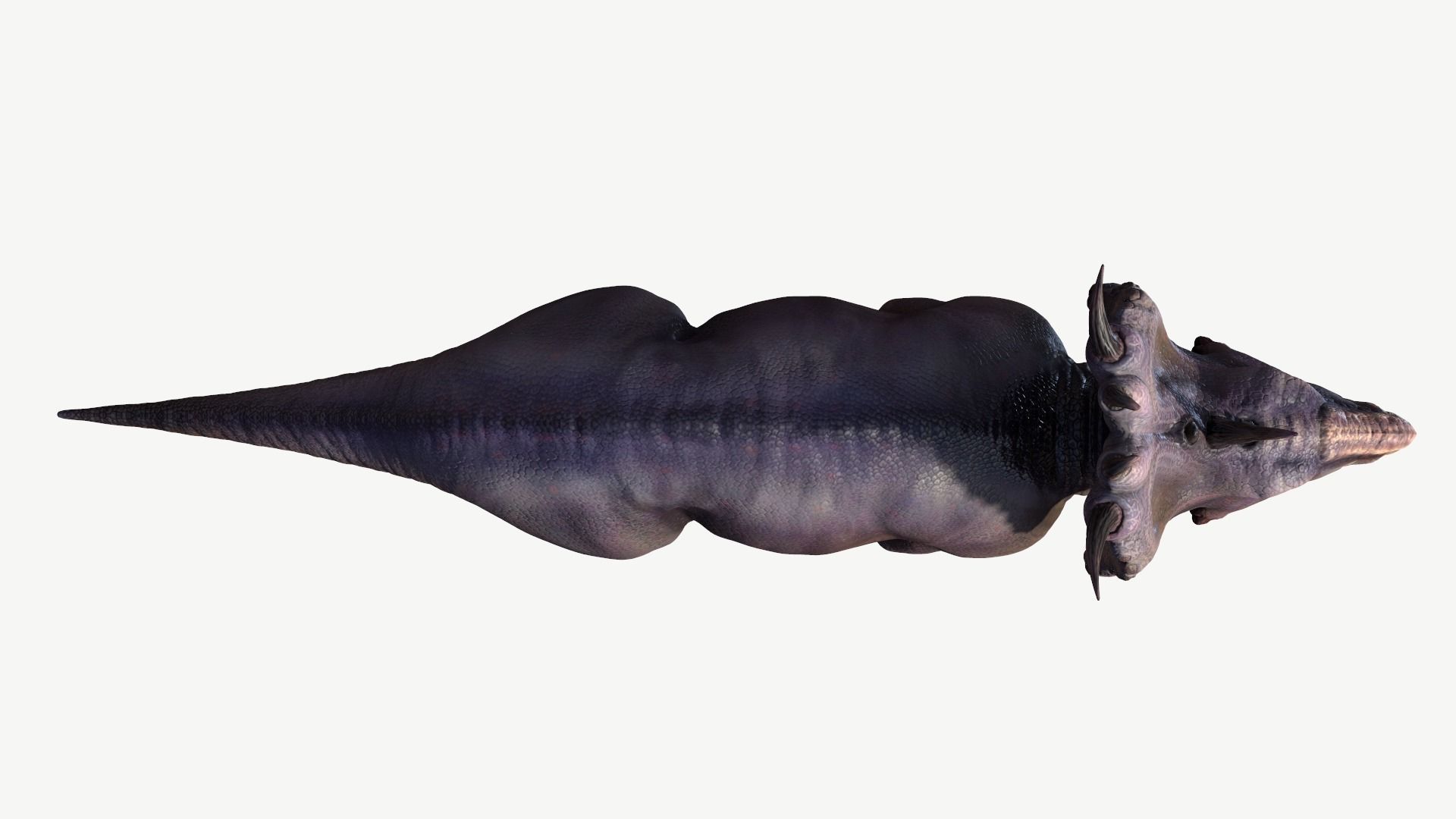 Pachyrhinosaurus triceratops Low-poly 3D model_6