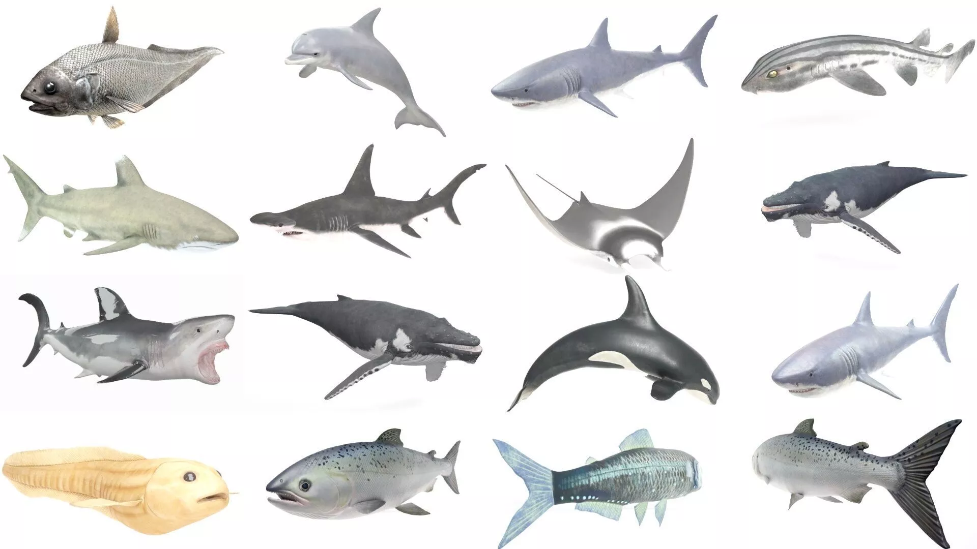 Realistic Marine Life Sea Creatures Pack